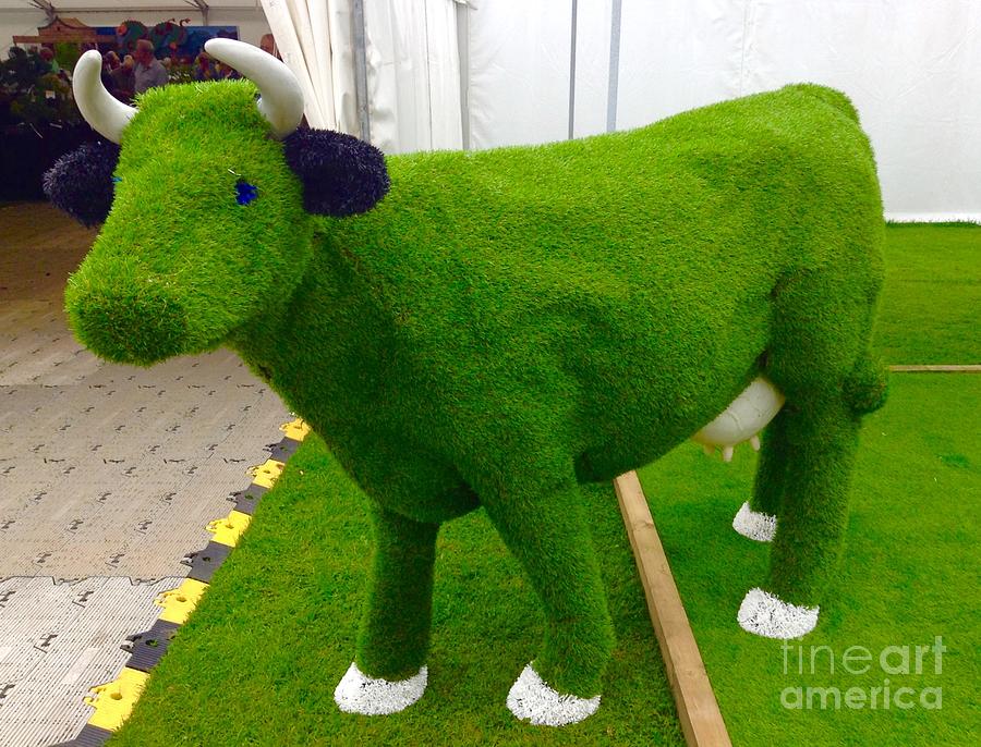 Grass Cow Photograph by Joan-Violet Stretch