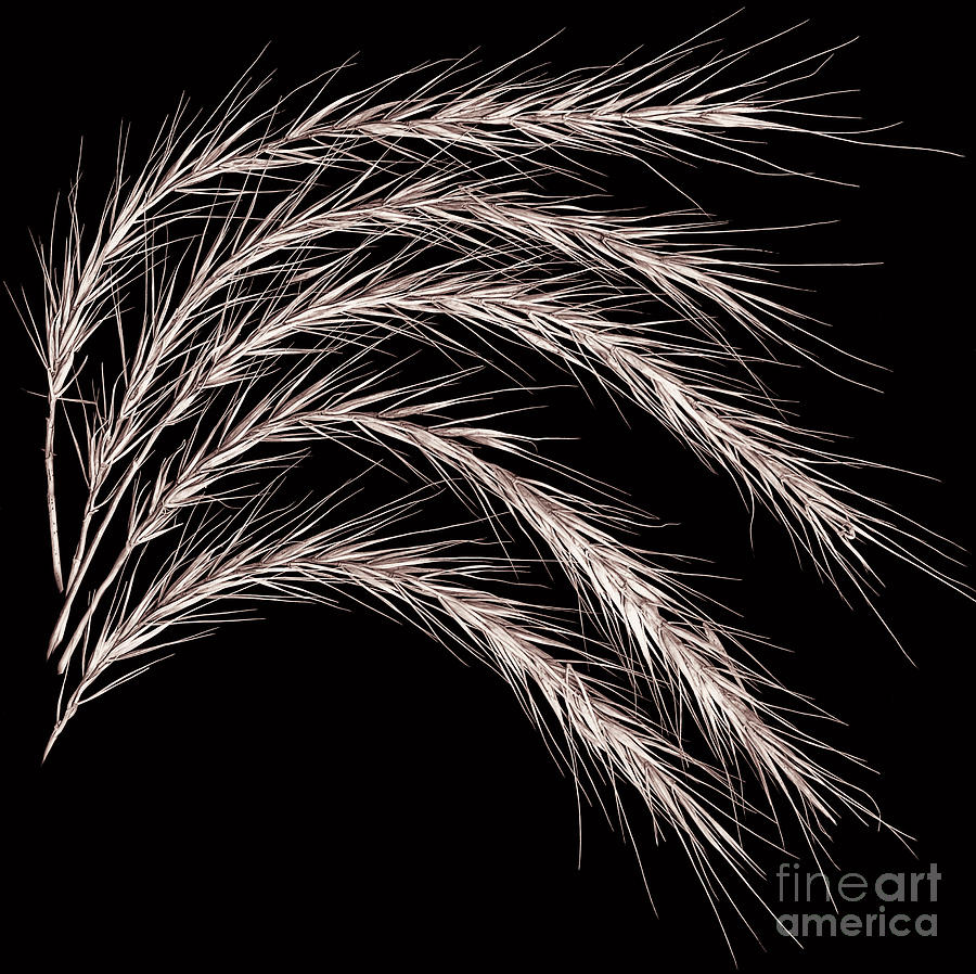 Nature Photograph - Grass curve Coppertone by Joseph Miko