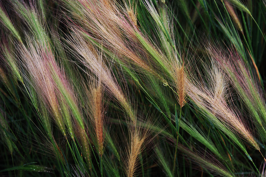 Grass Photograph by David Matthews