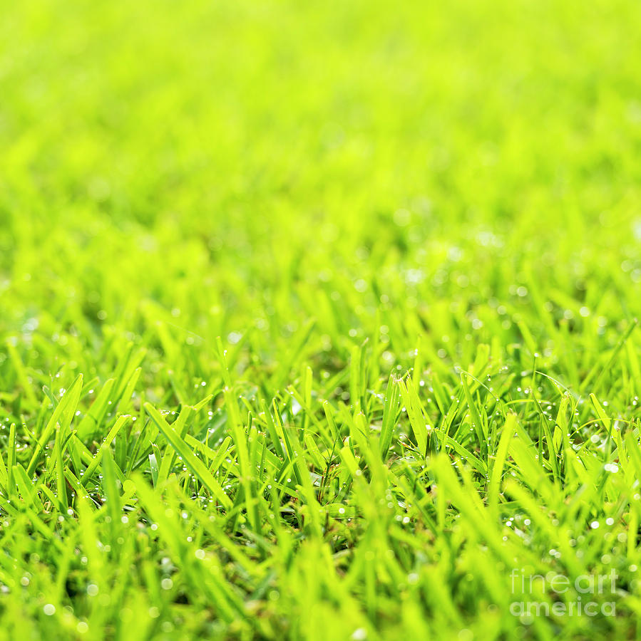 Grass Dew Drops Photograph