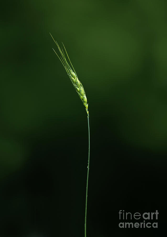 Grass Photograph