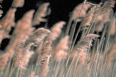 Grass Photograph by Douglas Pike