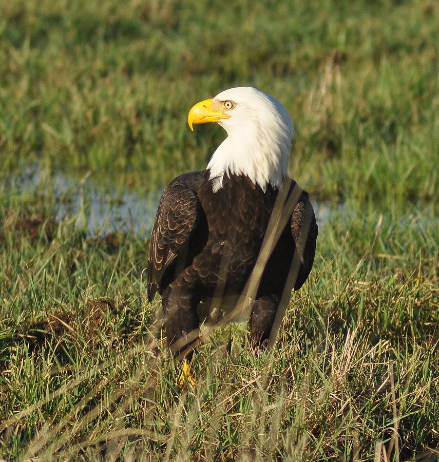 Bald Eagle Photograph - Grass Eagle by Brent Easley