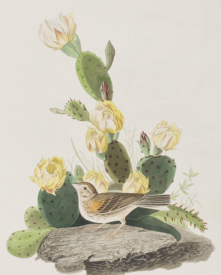 John James Audubon Painting - Grass Finch or Bay winged Bunting by John James Audubon