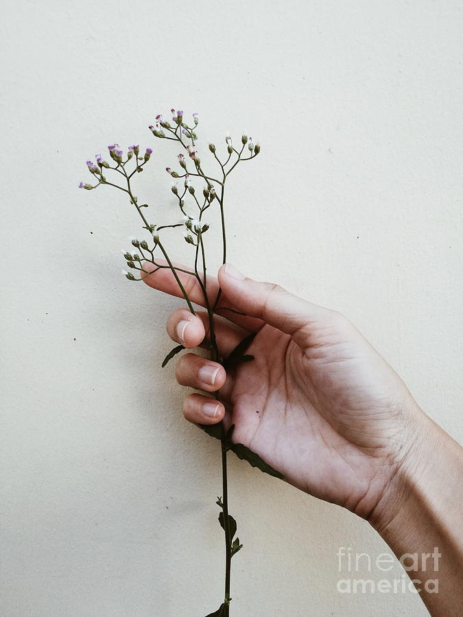 Vintage Photograph - Grass flowers in hand. by Sirikorn Techatraibhop