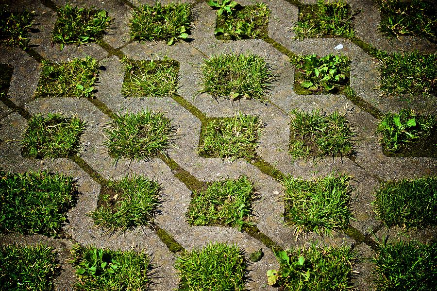 Grass Grows Green Photograph by Eric Tressler