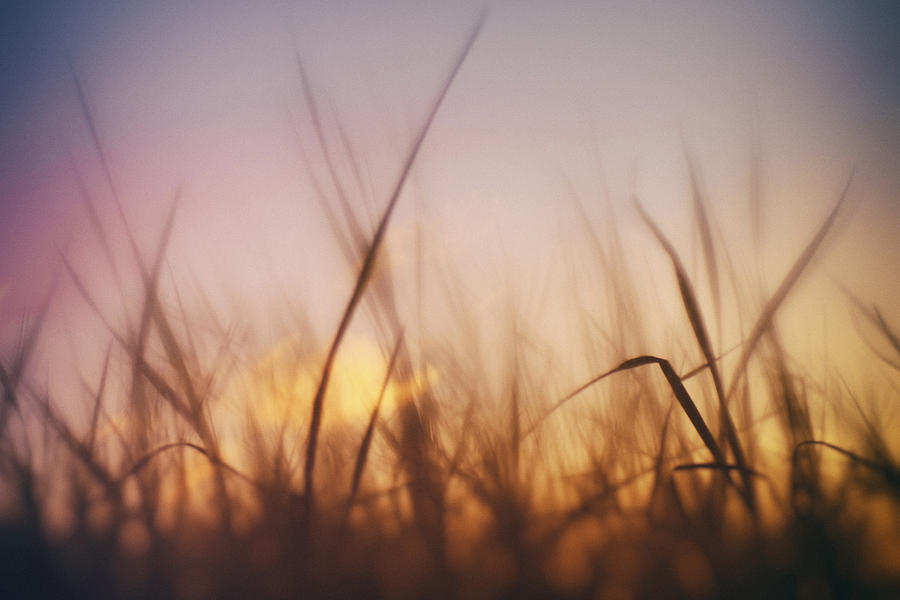 Abstract Photograph - Grass in a windy field by Fabrizio Troiani