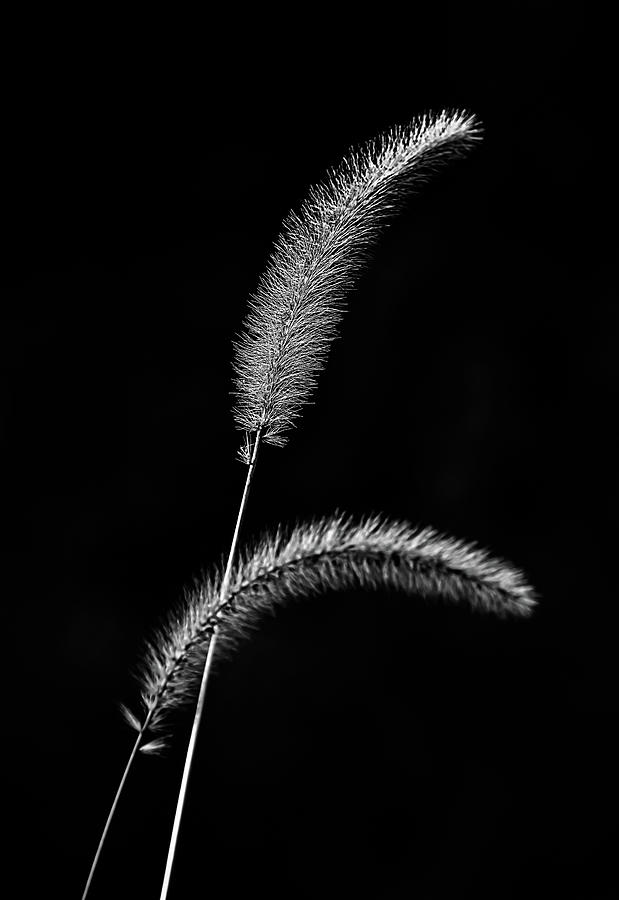 Grass in Black and White Photograph by Robert Mitchell