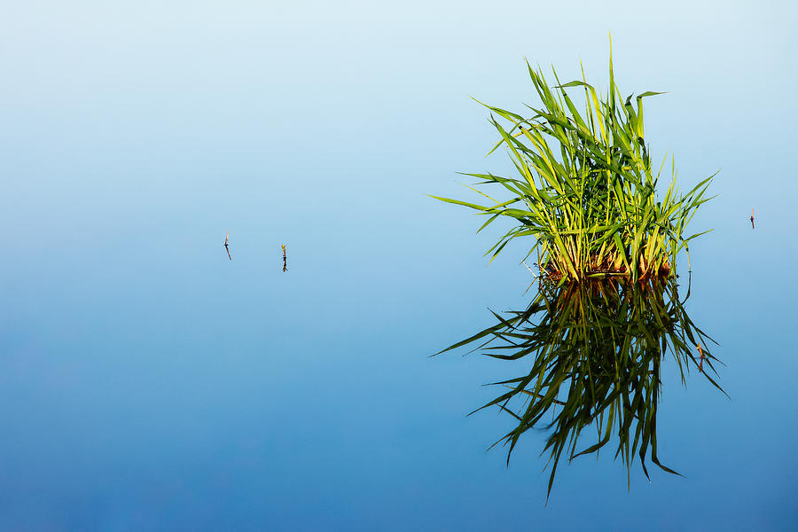 Grass in Blue Photograph by Todd Klassy