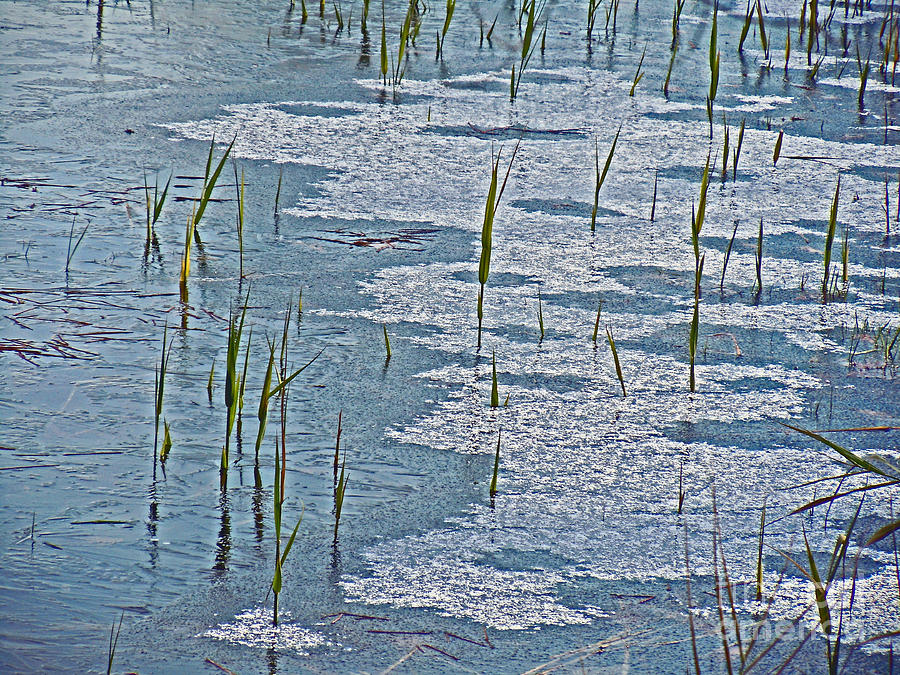 Grass in ice with snow Photograph by David Frederick