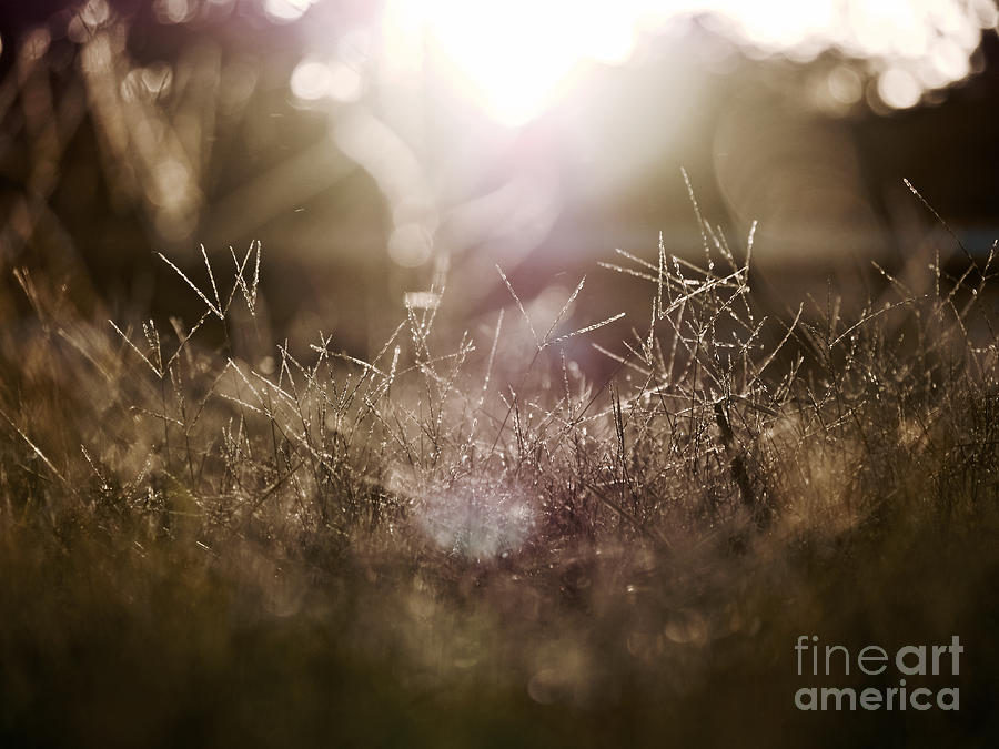 Grass in Light Photograph by Rachel Morrison