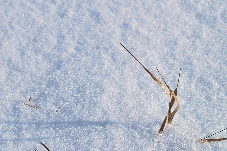 Grass in Snow - Minimalist Photograph by Cathy Mahnke