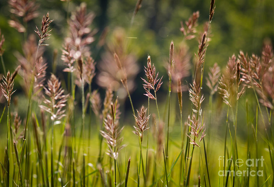 Grass in The Cove Photograph by Douglas Stucky