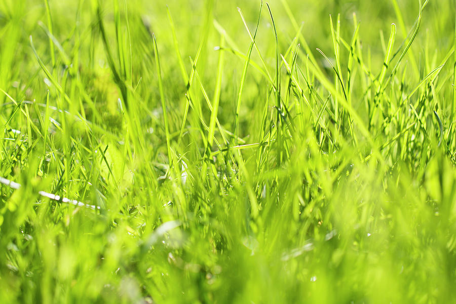 Grass in the light Photograph by Konstantin Bibikov - Fine Art America