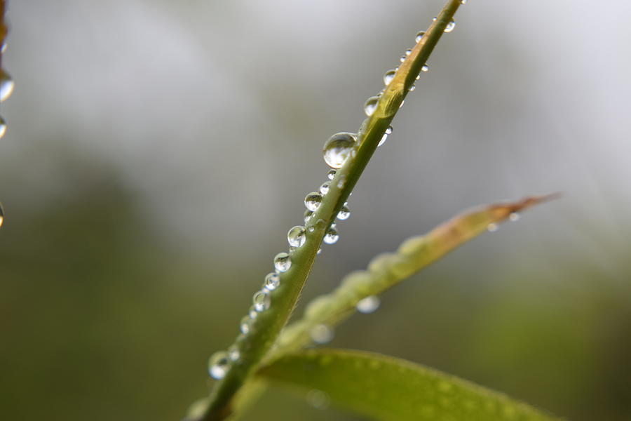 Grass in the rain Photograph by Scott Jones - Fine Art America