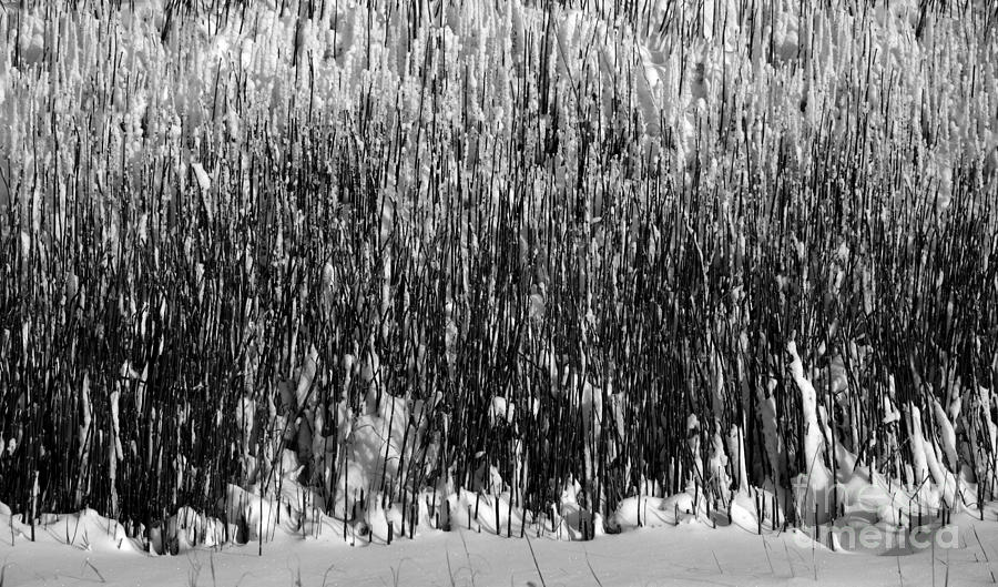 Grass in the Snow 2602 Photograph by Ken DePue
