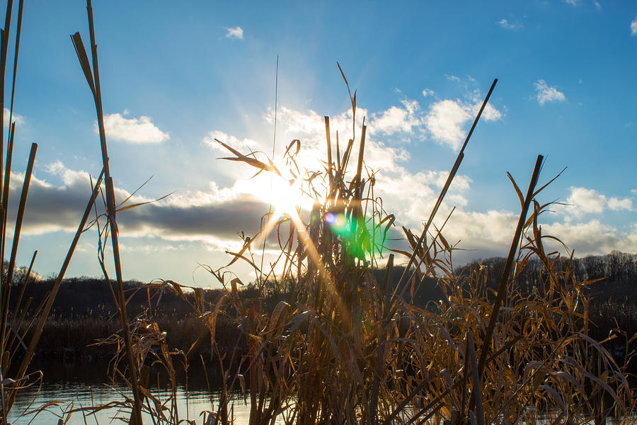 Nature Photograph - Grass in the Sun by Noah Bryant
