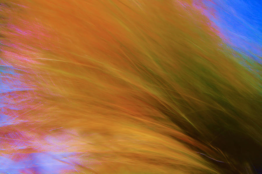 Grass in the Wind II Photograph by Josephine Buschman