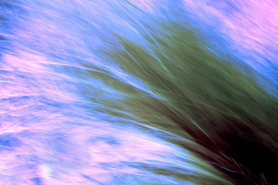 Grass in the Wind Photograph by Josephine Buschman