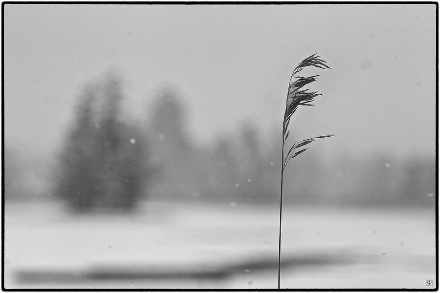 Grass in the Winter Photograph by John Meader