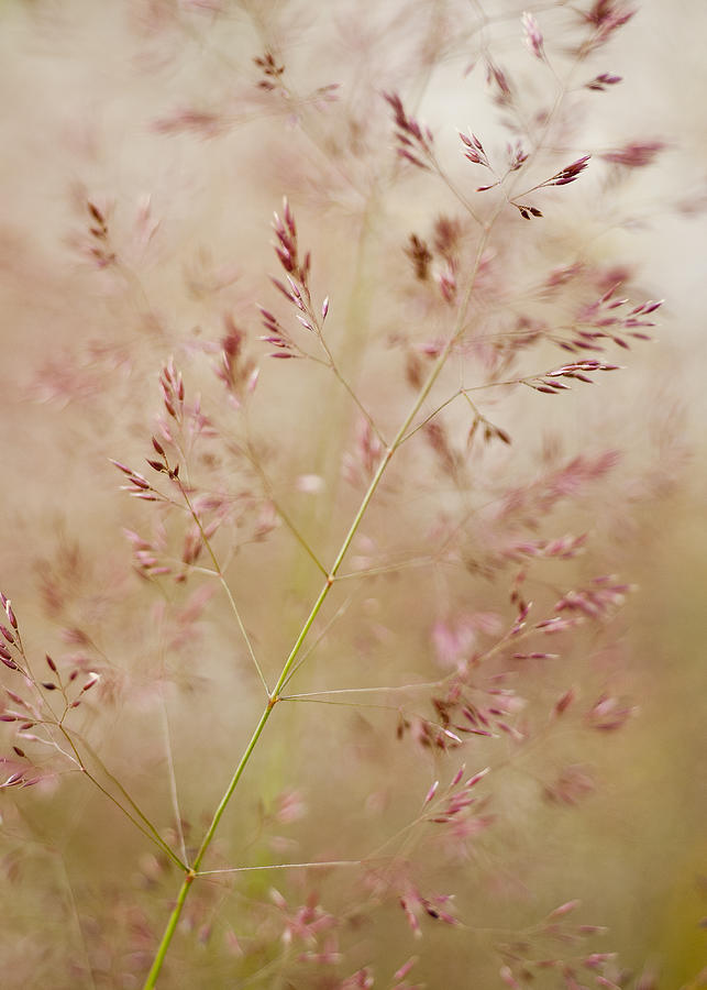 Grass Inflorescence Photograph by Robert Potts