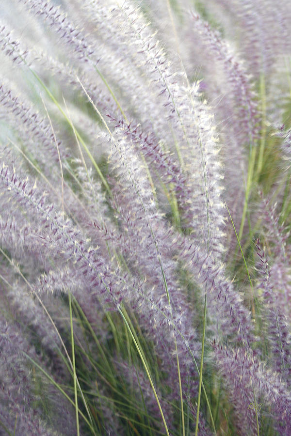 Grass Is More - Nature In Purple And Green Photograph