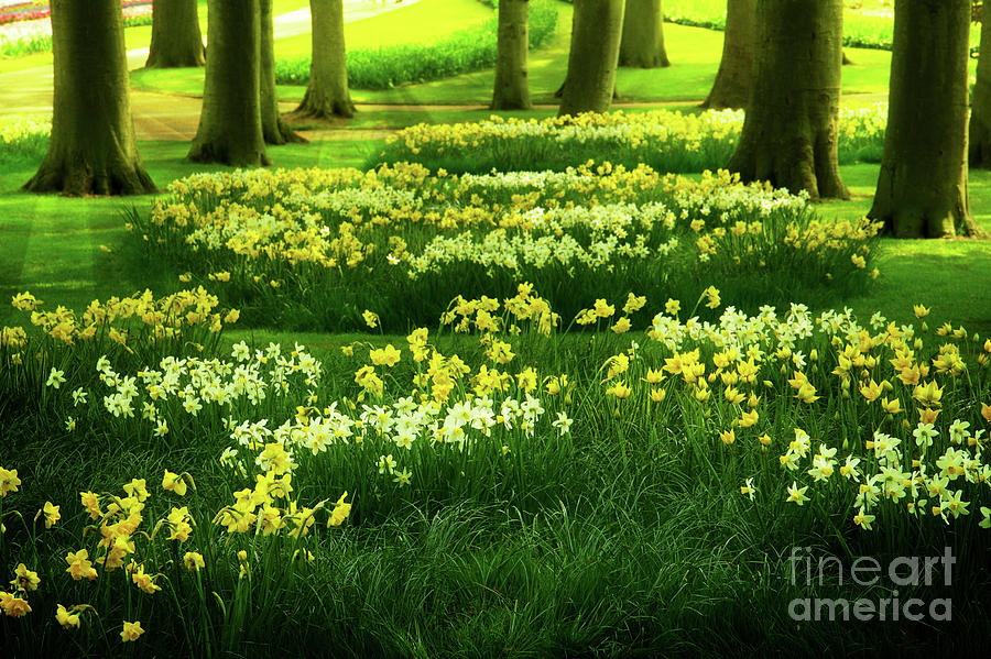 Grass Lawn with Daffodils  #1 Photograph by Anastasy Yarmolovich