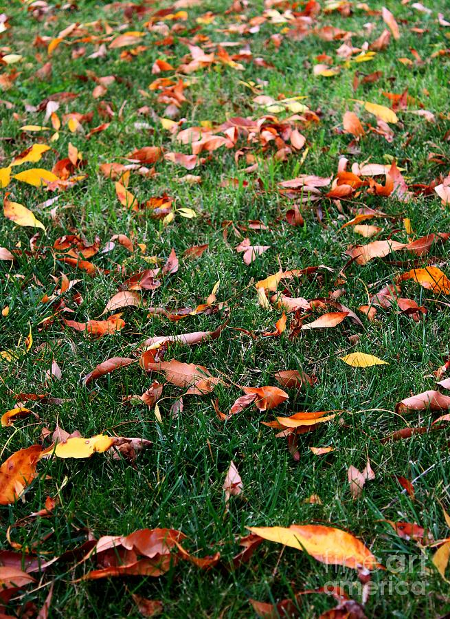 Grass Leaves Autumn Photograph by Henrik Lehnerer