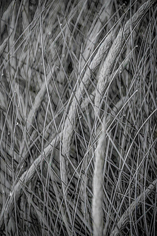 Grass Lines Digital Art by Bill Posner