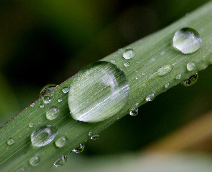 Grass Photograph - Grass magnified by Dew Drops by Matt Cormons