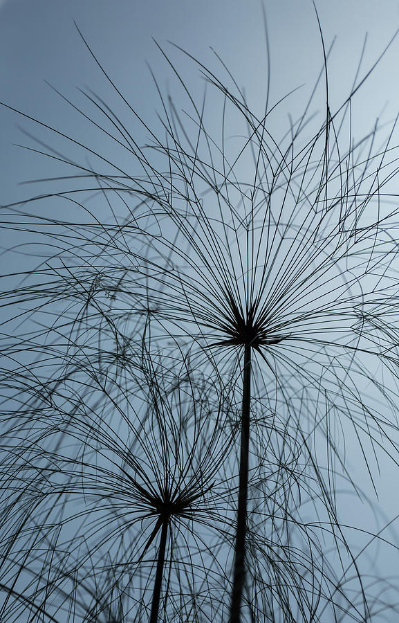 Grass mandala Photograph by Jocelyn Kahawai