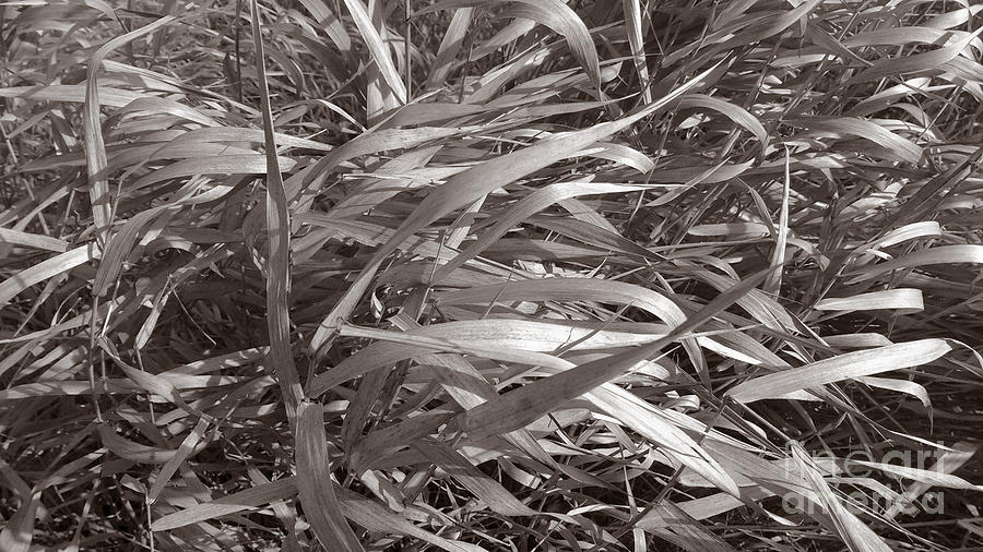 Grass Photograph by Mark Alan Perry
