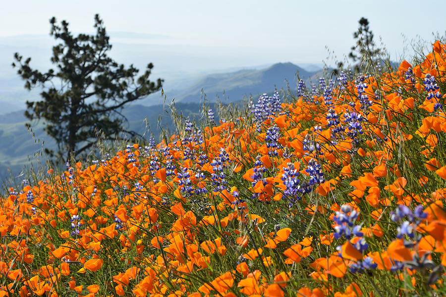 Grass Mountain Wildflowers Photograph by Kyle Hanson