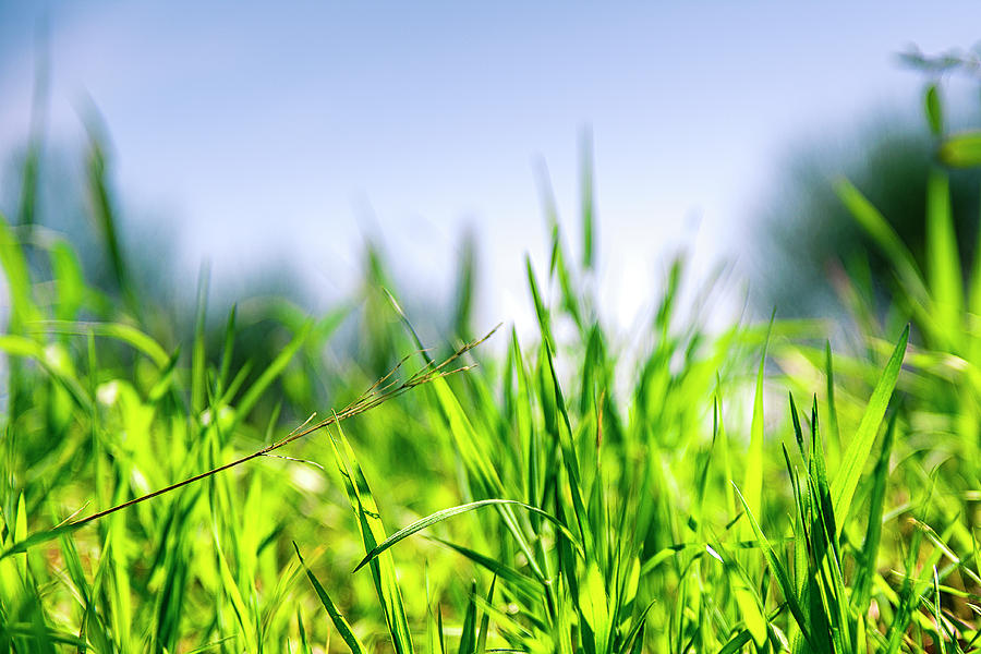 Grass Photograph - Grass by Nikos Stavrakas Grass Photograph - Grass by Nikos Stavrakas