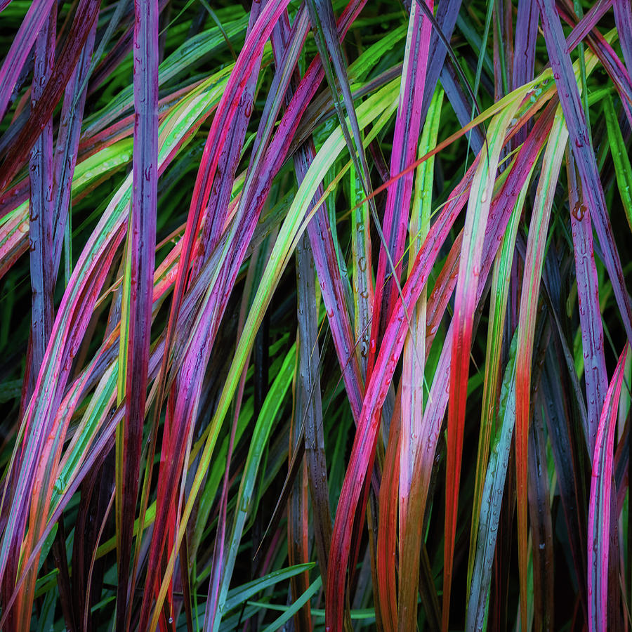 Grass of Color Photograph by James Barber