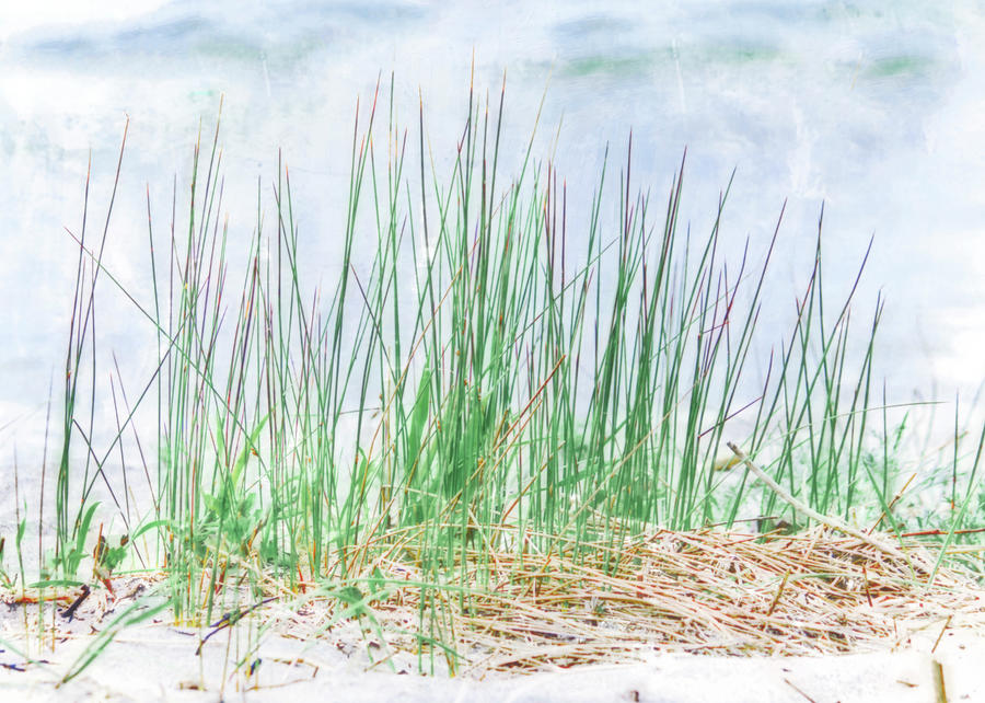 Grass on the Beach Photograph by Hal Halli