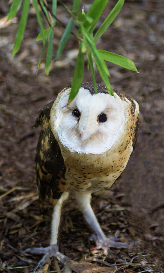 Grass Owl Photograph by Tania Read