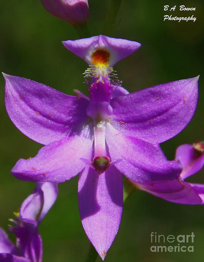 Grass Pink Orchid Photograph by Barbara Bowen