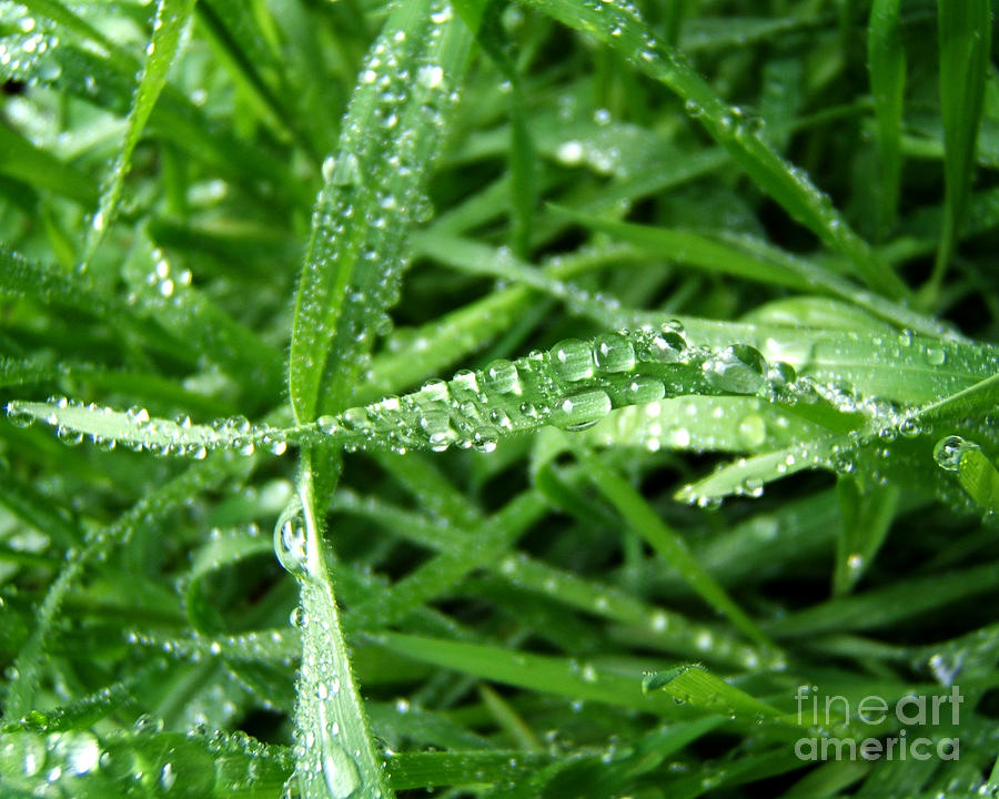 Grass Plus Water Photograph by Kristen Fox
