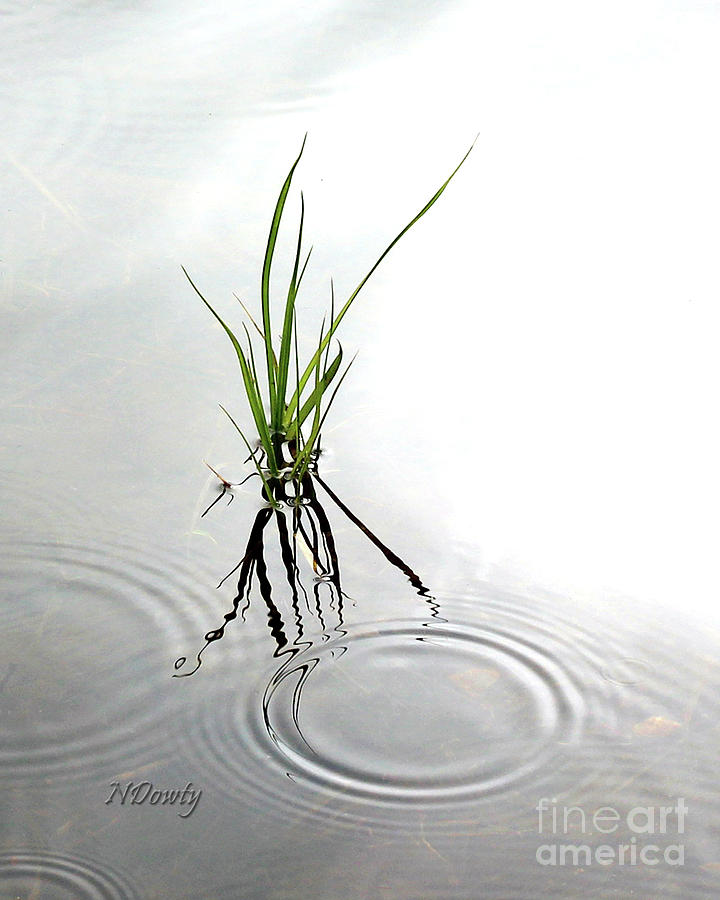 Ripples and Reflections Photograph by Natalie Dowty