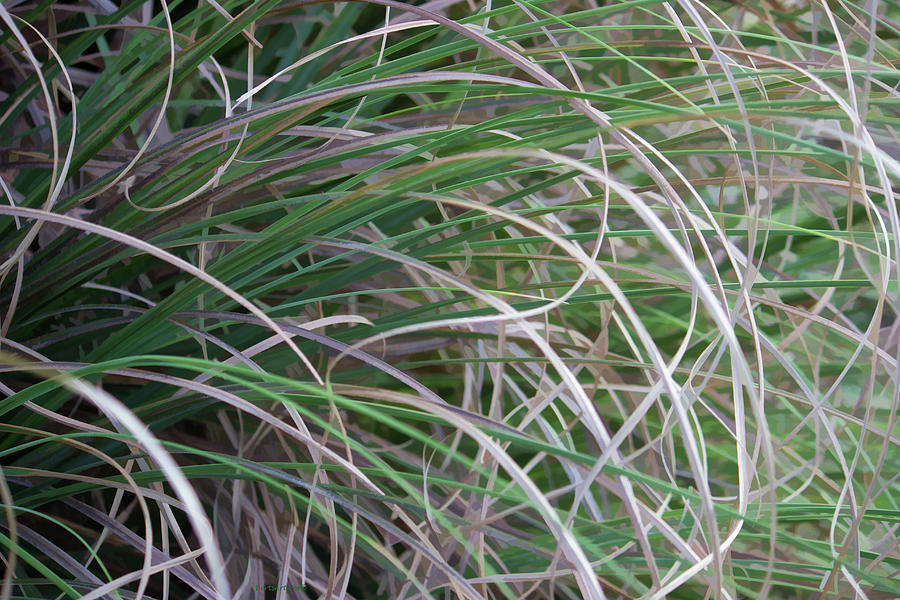 Abstract Grass One Photograph by Roberta Byram