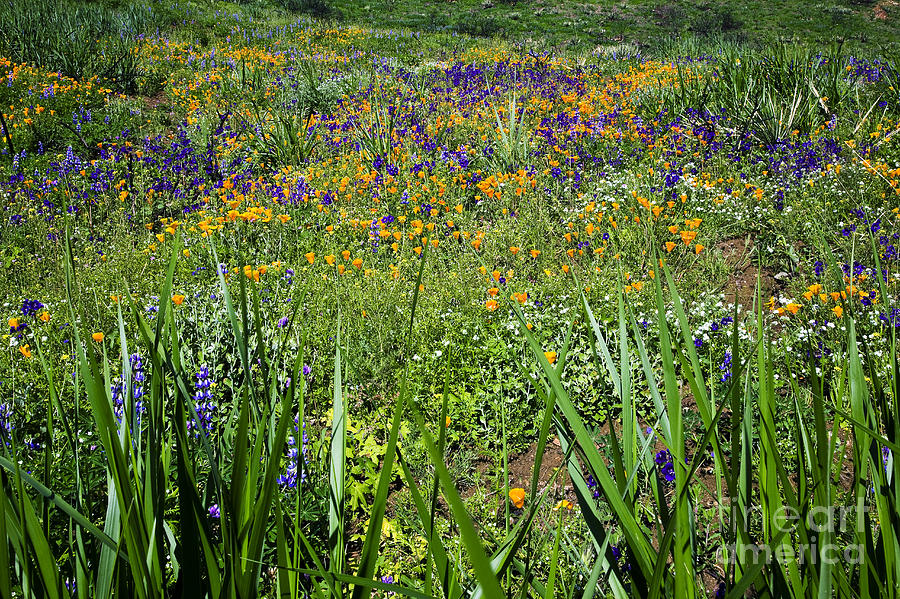 Landscape Photograph - Grass Screen by Greg Clure Landscape Photograph - Grass Screen by Greg Clure