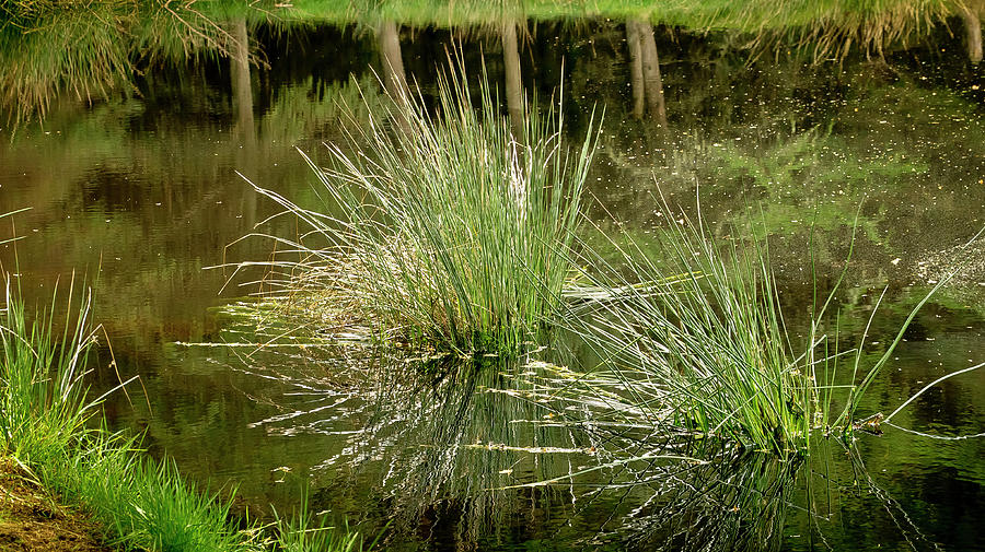 Grass sedge in the forest pond. Photograph by Elena Perelman