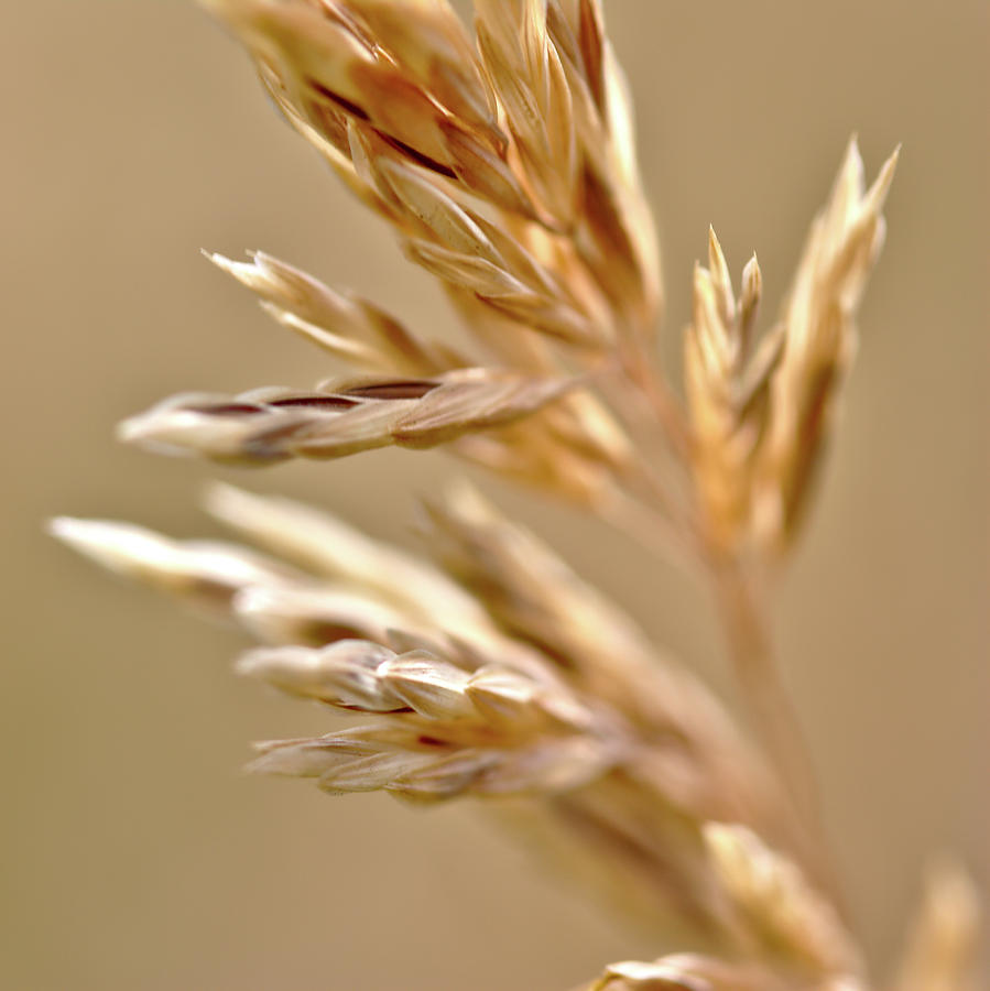 Fall Photograph - Grass Seed by Brady Lane