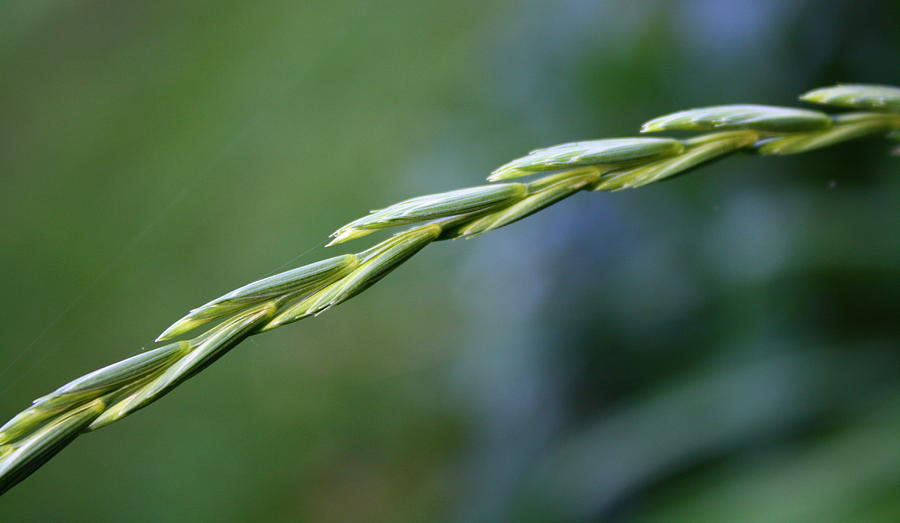 Summer Photograph - Grass Seed Chain by Annie Babineau