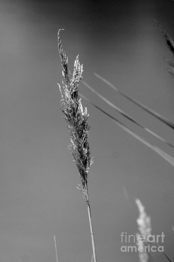 Grass Seed Head Photograph