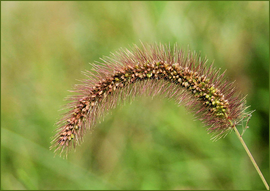 Grass Seed Photograph by Kristin Elmquist