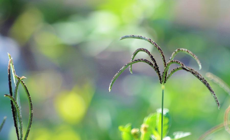 Grass Seed Photograph by Lynda Dawson-Youngclaus
