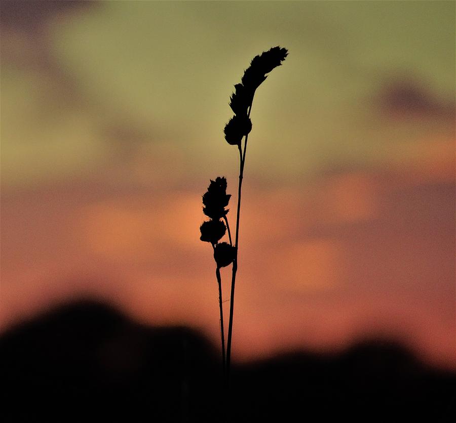 Grass seedhead sunset silhouette Photograph by Susan Baker