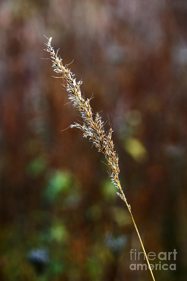 Grass Seeds 9675 Photograph by Ken DePue